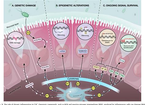 Figure 3 From Microbiome And Colorectal Cancer Unraveling Host