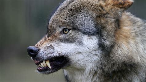 Animal Angry Wolf 4k 5k Hd Animals Wallpapers Hd Wallpapers Id 35707