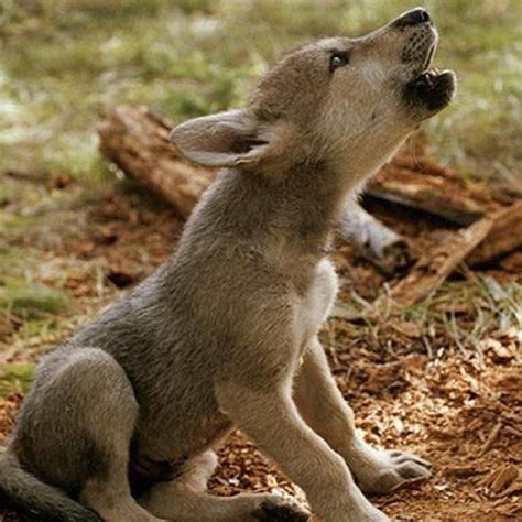 163 Timeline Photos Wolf Hunde Baby Wölfe Tiere