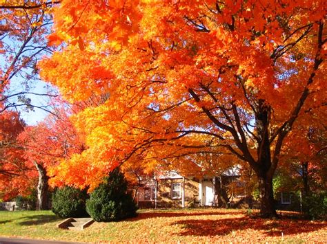 Best Fall Foliage In Arkansas Fall Foliage In