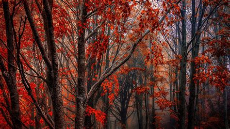 Autumn Forest Trees Red Leaves Fog Wallpaper 1366x768 Resolution