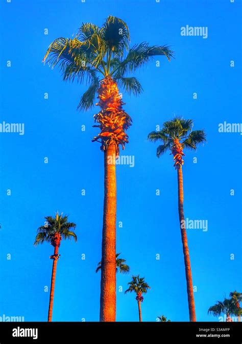 Palm Trees In Phoenix Arizona Stock Photo Alamy