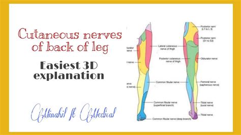 Cutaneous Innervation Of Back Of Leg 3d Explanation Minahil Ft