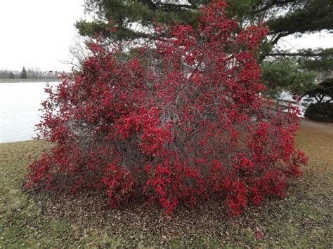 Ilex Verticillata Winter Red Winter Red Common Winterberry The