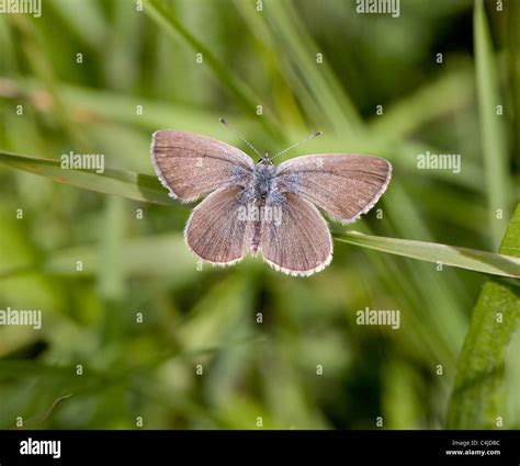 The Small Blue Butterfly Cupido Minimus At Rest On A Grass Blade Stock