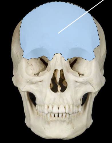 Frontal Bones Parietal Bones Occipital Bone Flashcards Quizlet