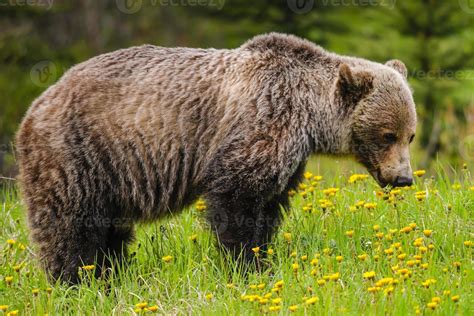 Grizzly Bear Ursus Arctos Horribilis 839315 Stock Photo At Vecteezy