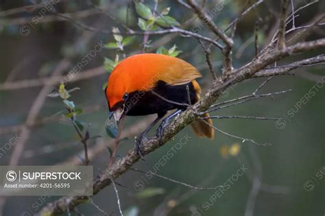 Crested Bird Of Paradise Cnemophilus Macgregorii Male Papua New Guinea Superstock