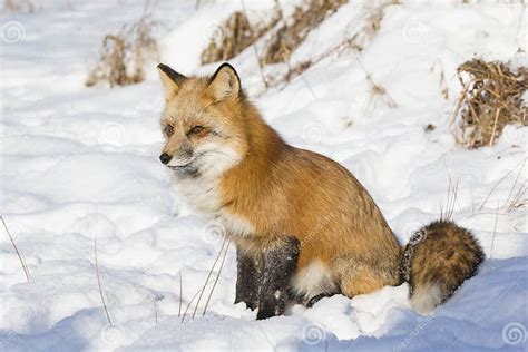 Red Fox Sitting In Snow Stock Image Image Of Outdoors 83316657