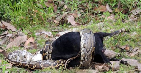 Python Swallows Goat Whole Watch Stomach Churning Moment Snake Devours