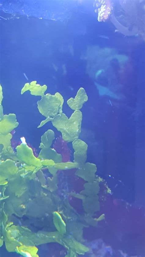 Halimeda Opuntia Macro Algae Posted Ultimate Reef