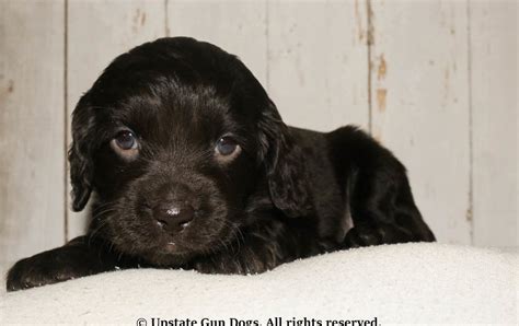 Puppies saint petersburg fl is a great place to come and play and adopt a puppy for your family today! Boykin Spaniel Puppies - Boykin Spaniels and other Gun ...