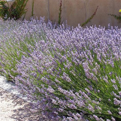 Provence Lavender For Sale Online Greener Earth Nursery