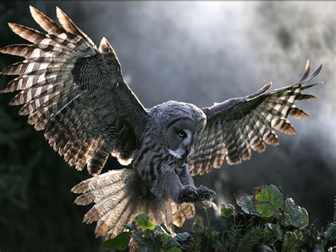 Incredible Flying Owl Wallpapers Hubpages