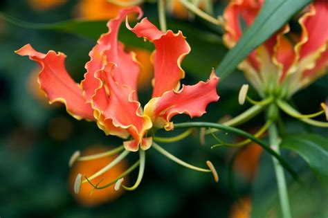 10 Tanaman Hias Bunga Yang Bikin Rumah Makin Cantik Orami