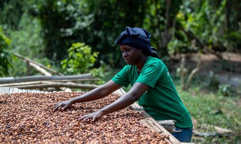 A Collective Call For A More Sustainable Cocoa Sector