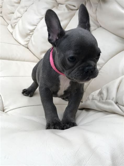 All puppies sold on ankc limited registry and strictly enforced desexing contracts. French Bulldog Puppies For Sale | Atlanta Highway, AL #195484