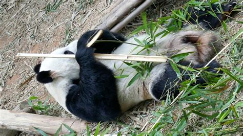 Panda Bear Awake At River Safari Singapore Youtube