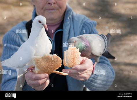 Elderly Woman Feeding Birds Hi Res Stock Photography And Images Alamy