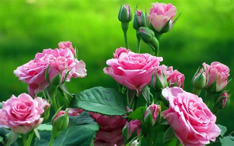 Papel De Parede Jardim Flores Rosas