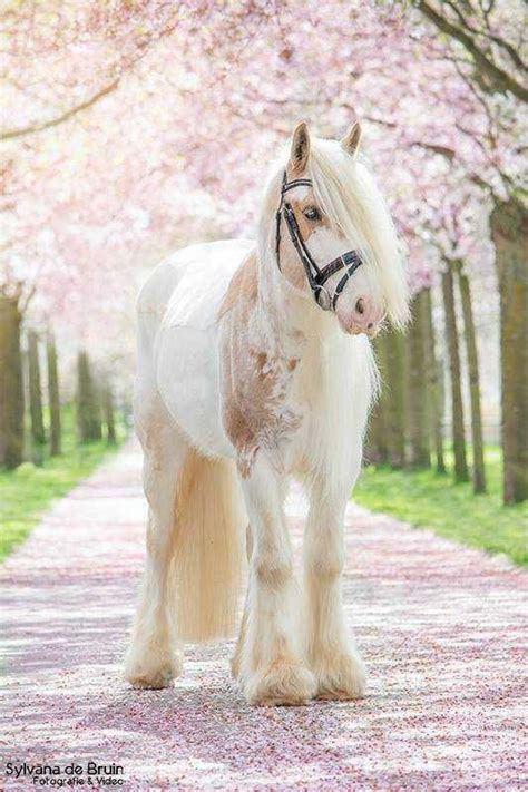Pretty Post Imgur Horses Cute Horses Beautiful Horses