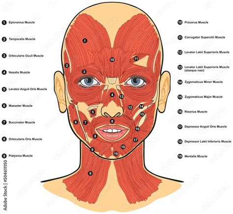 Human Face Muscles Anatomy Infographic Diagram For Medical Physiology
