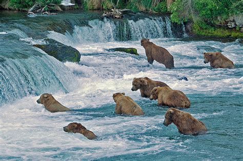Loveable Bears Brooks River Katmai National Park And Preserve