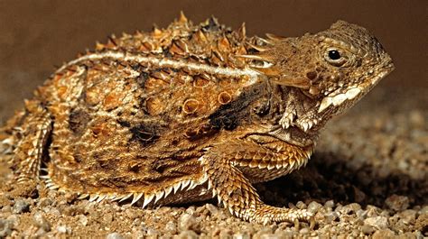Texas Horned Lizard Shoots Blood Out Of Their Eyes To Defend Against
