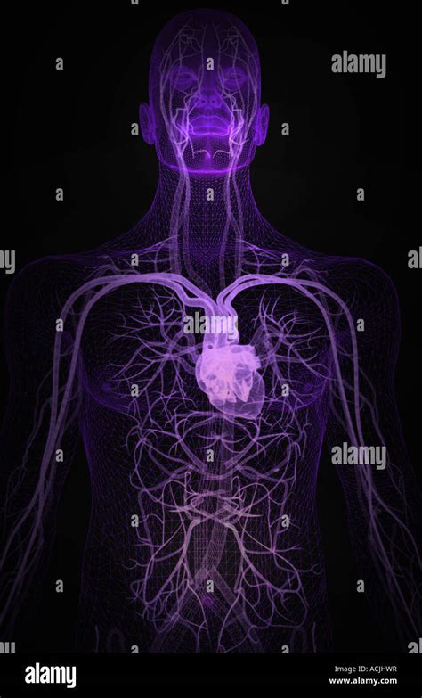 The Blood Vessels Of The Upper Body Stock Photo Alamy
