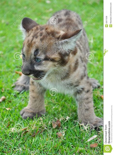 Baby Puma Stock Photo Image Of Mammal Felis Animal