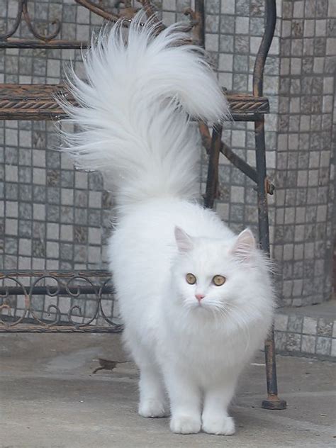 A White Fluffy Cat Standing Next To A Chair