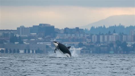 Southern Resident Orca Population Is The Lowest Its Been In Decades Komo