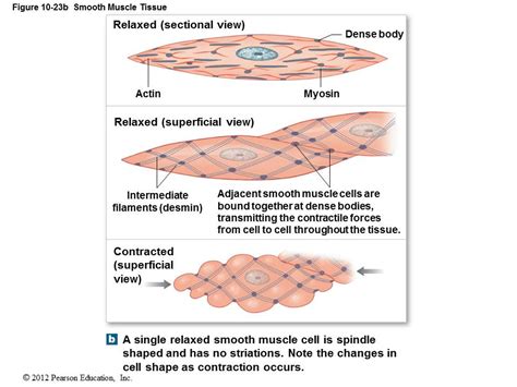 Diagram of muscles and anatomy charts. Smooth Muscle Diagram - The Sources Of Synthetic Vascular Smooth Muscle Cells Revisited ...