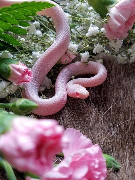 Pink Snake Cute And Colorful Reptile