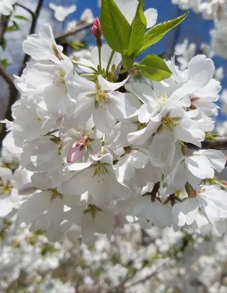 Prunus X Yedoensis ‘akebono Cherry Brandywine Trees