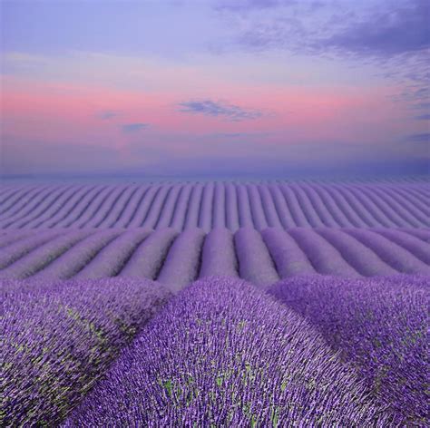 Lavender Field At Dusk Photograph By Cora Niele