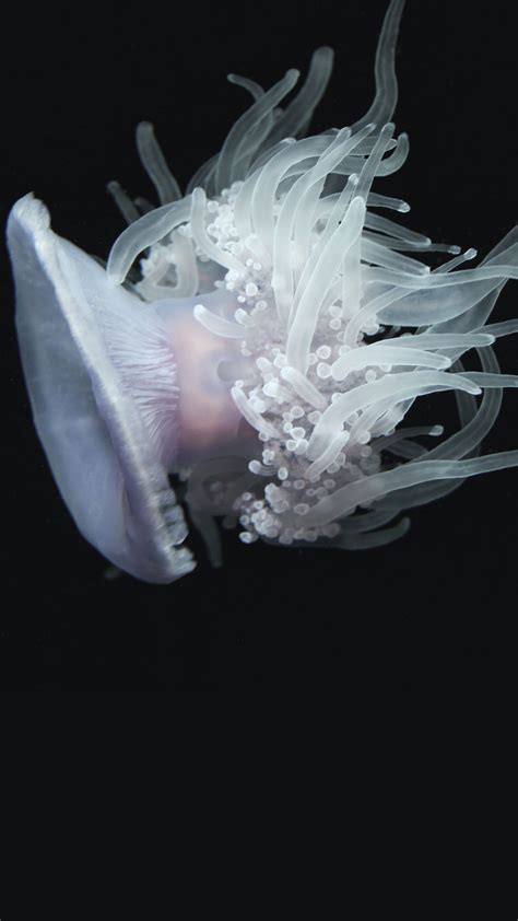 Download Wallpaper 1350x2400 Jellyfish Aquatic Tentacles Swim
