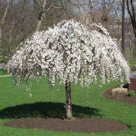 40 Beautiful Flowering Trees Ideas For Yard Landscaping Small