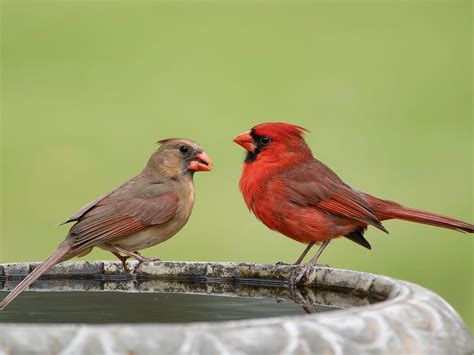 Do Cardinals Mate For Life Birdfact