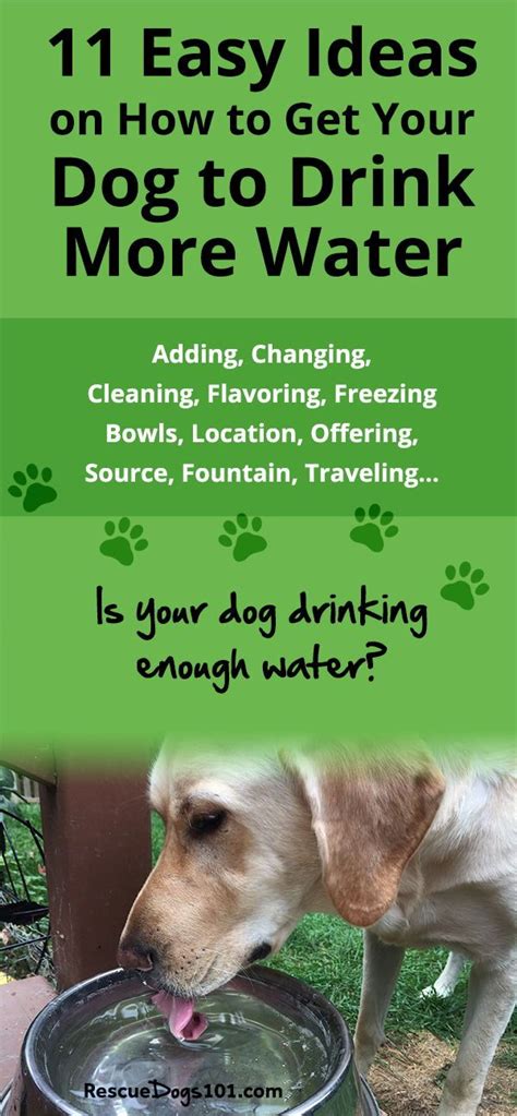 11 Easy Ways To Get Your Dog To Drink More Water Dog Training Dog