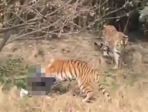 Man Mauled To Death By Tiger In Chinese Zoo Was Dodging Entrance Fee