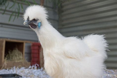 White Silkie Bantam Rooster