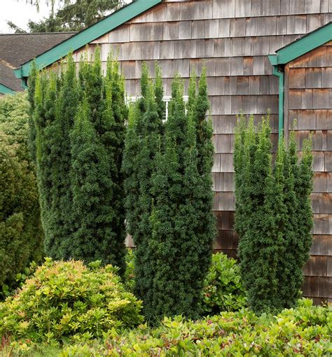 Hicks Upright Yew Natorps Online Plant Store