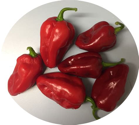 Pepper Roulette from NGB member Seminis - National Garden Bureau - Roulette F1 resembles a ...