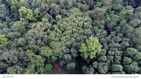Aerial View Of Green Forest Treetops From Above In Stock Video Footage