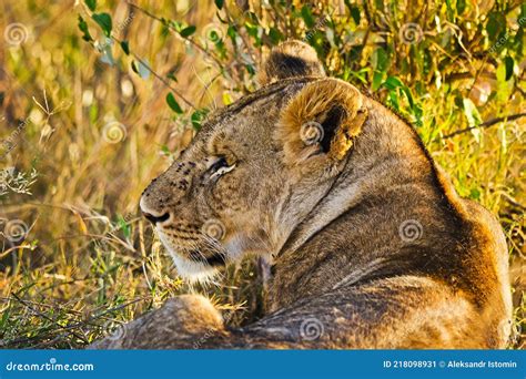 Lion In The Wild In The African Savannah Lion Predator Feline Stock