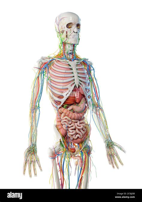 Male Upper Body Anatomy Computer Illustration Stock Photo Alamy