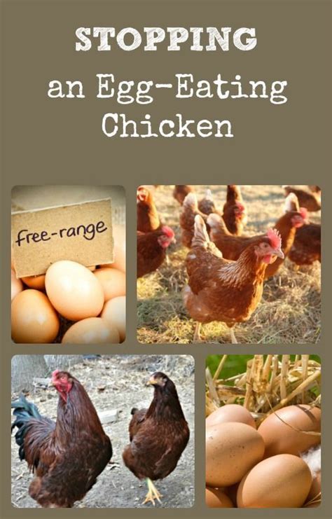 how to stop an egg eating chicken or prevent the problem to begin with via better hens and