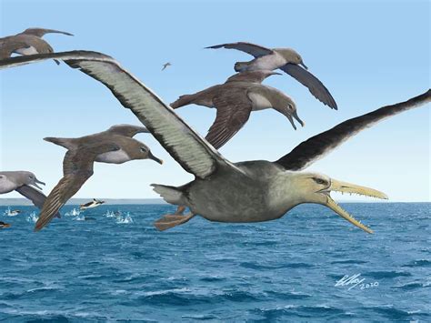 Scientists Reveal What May Be The Largest Flying Bird Ever Science