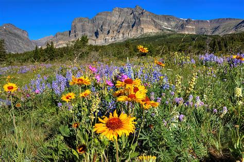 Wildflower Mountain Photograph By James Anderson Fine Art America